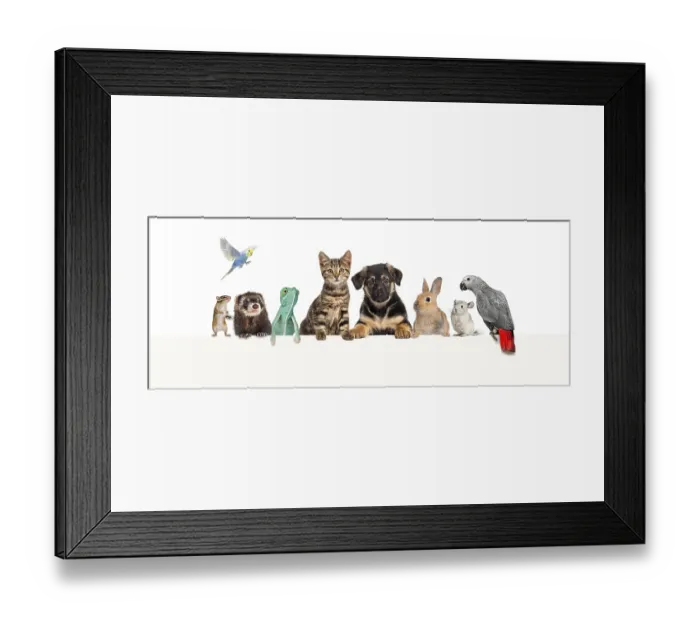 Framed Print : Group of pets leaning together on a empty web banner to place text