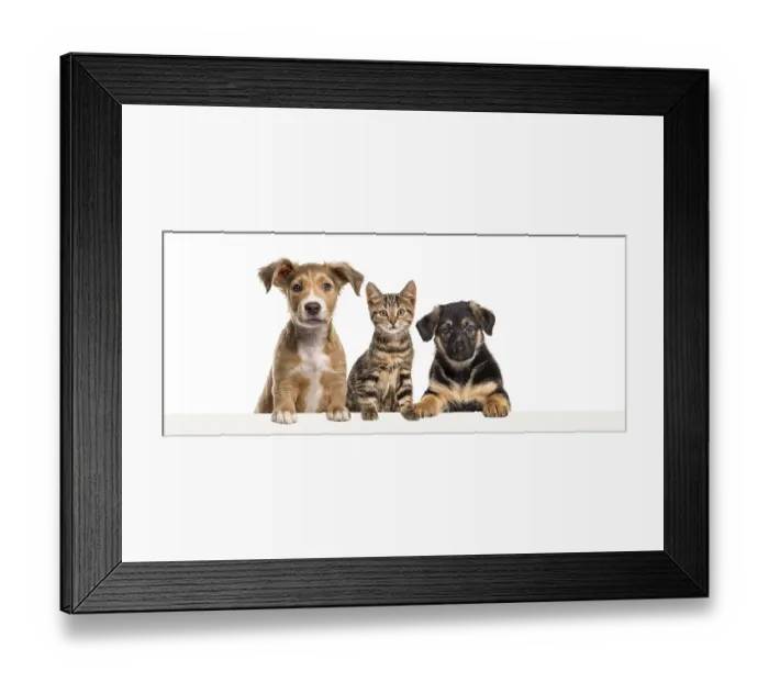 Framed Print : Cat and dogs leaning together on a empty web banner to place text Framed Print : Cat and dogs leaning together on a empty web banner to place text