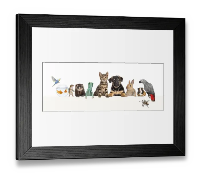 Framed Print : Group of pets leaning together on a empty web banner to place text Framed Print : Group of pets leaning together on a empty web banner to place text