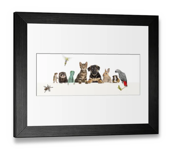 Framed Print : Group of pets leaning together on a empty web banner to place text Framed Print : Group of pets leaning together on a empty web banner to place text