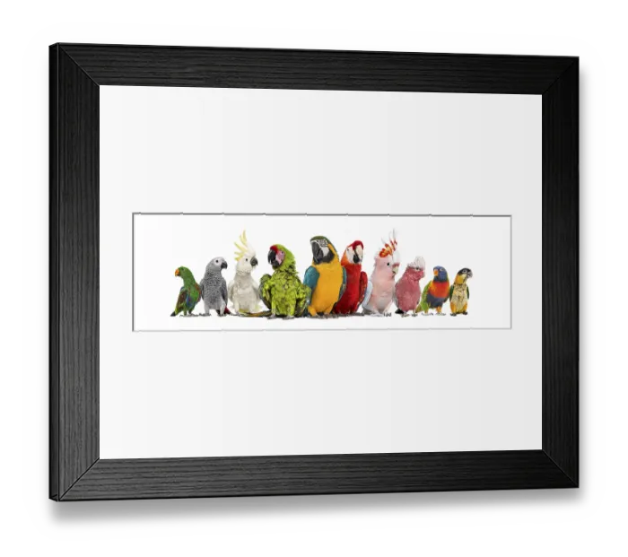 Framed Print : Large group of many different exotic pet birds Framed Print : Large group of many different exotic pet birds