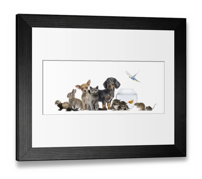 Framed Print : Chihuahua puppy and British shorthair kitten
