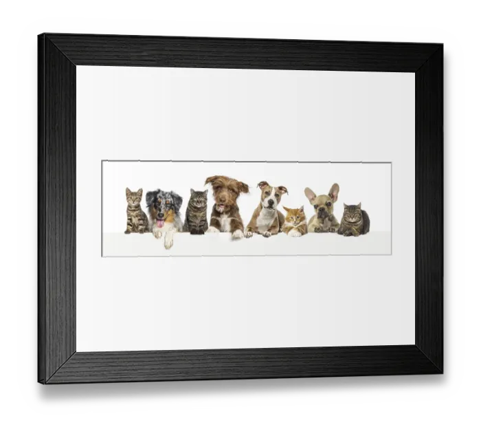 Framed Print : Group of pets together, cats and dogs