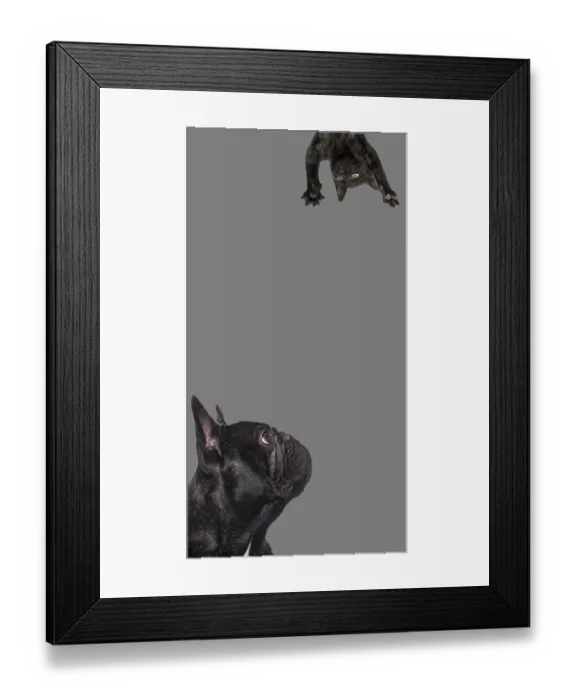 Framed Print : Cute cat and dog looking the center of a vertical web banner with empty blank place for text