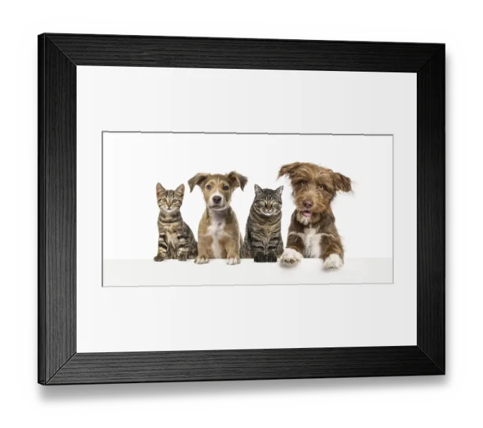 Framed Print : Group of dogs and cats leaning together on a empty web banner to place text