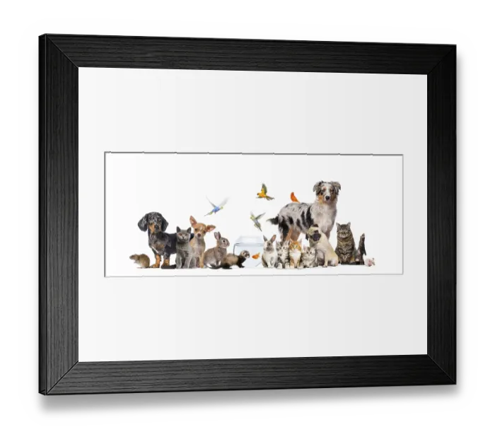 Framed Print : Group of pets posing Cats and dogs