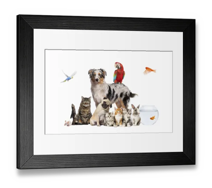 Framed Print : Group of pets posing around an australian shepherd