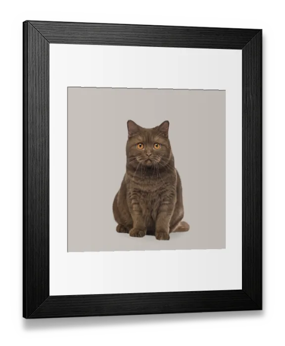 Framed Print : Chocolate colored british shorthair cat sitting calmly on a simple gray background