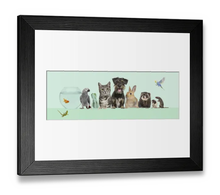Framed Print : Group of pets together on top of an empty web banner to place text Framed Print : Group of pets together on top of an empty web banner to place text