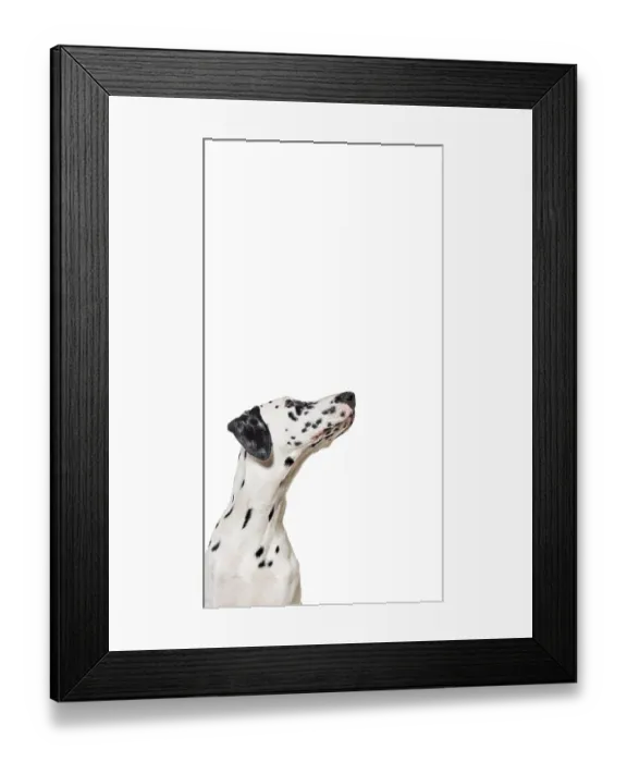 Framed Print : Cute Dalmatian dog up, vertical web banner with empty blank place for text