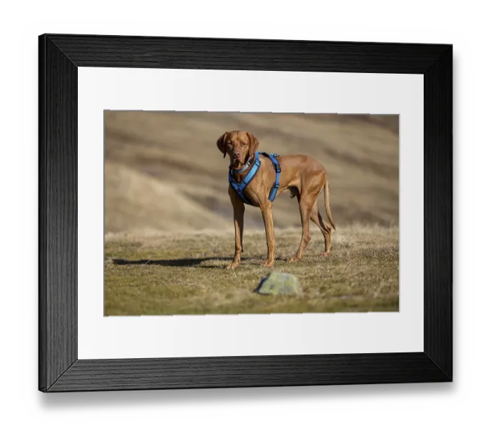 Framed Print : Vizsla, Rude, 4 years old