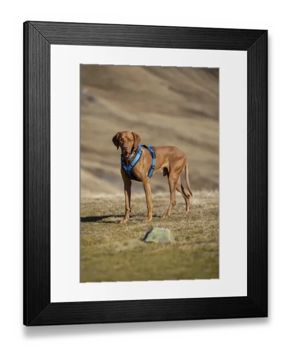 Framed Print : Vizsla, Rude, 4 years old