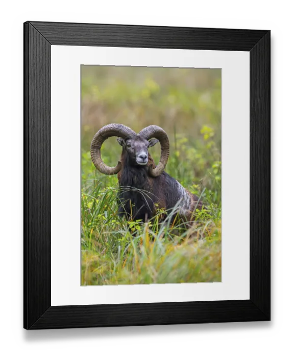 Framed Print : European mouflon (Ovis aries musimon)
