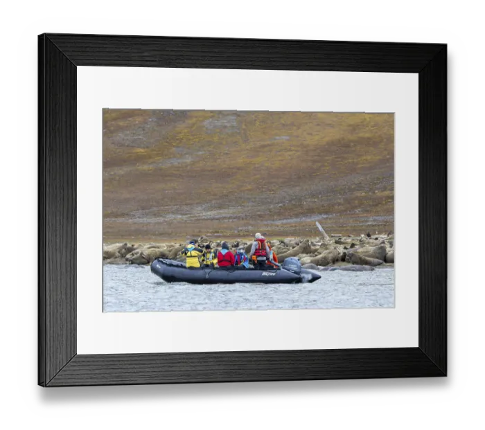 Framed Print : Ecotourists, eco-tourists in Zodiac boat observing walruses (Odobenus rosmarus)