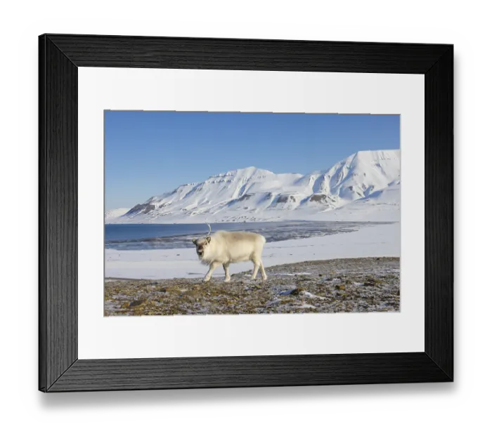 Framed Print : Svalbard reindeer (Rangifer tarandus platyrhynchus) Framed Print : Svalbard reindeer (Rangifer tarandus platyrhynchus)