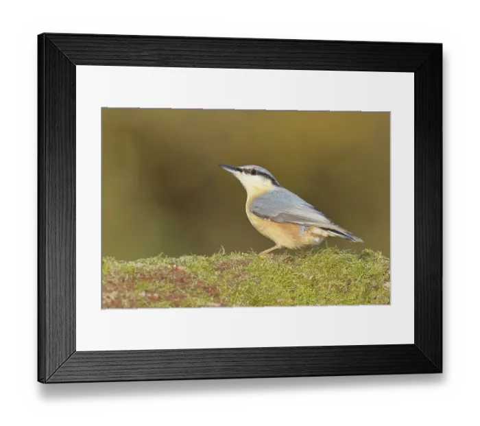 Framed Print : Nuthatch (Sitta europaea) sitting on a tree root covered with moss