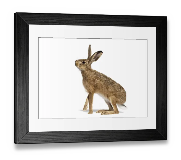 Framed Print : Side view of a European hare or brown hare