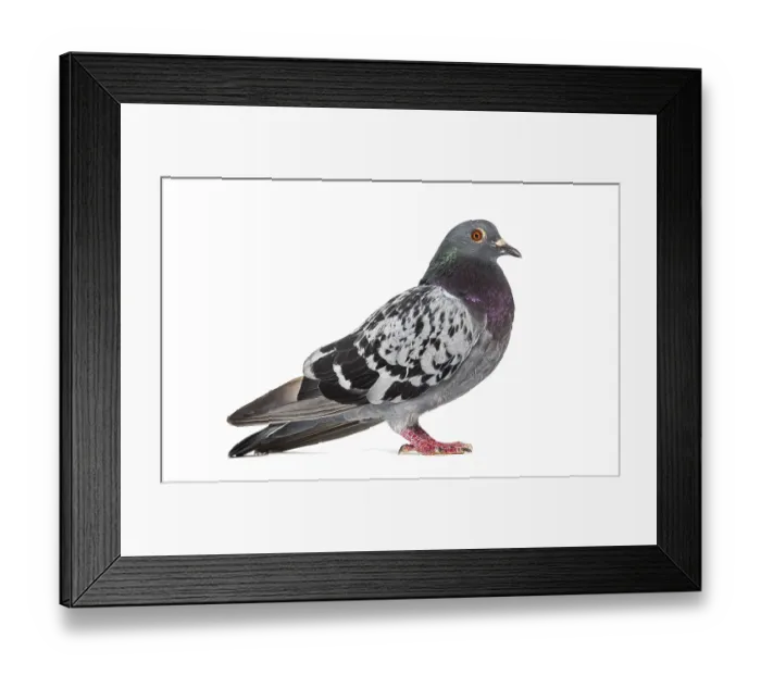 Framed Print : Side view of a feral pigeon, isoated on white