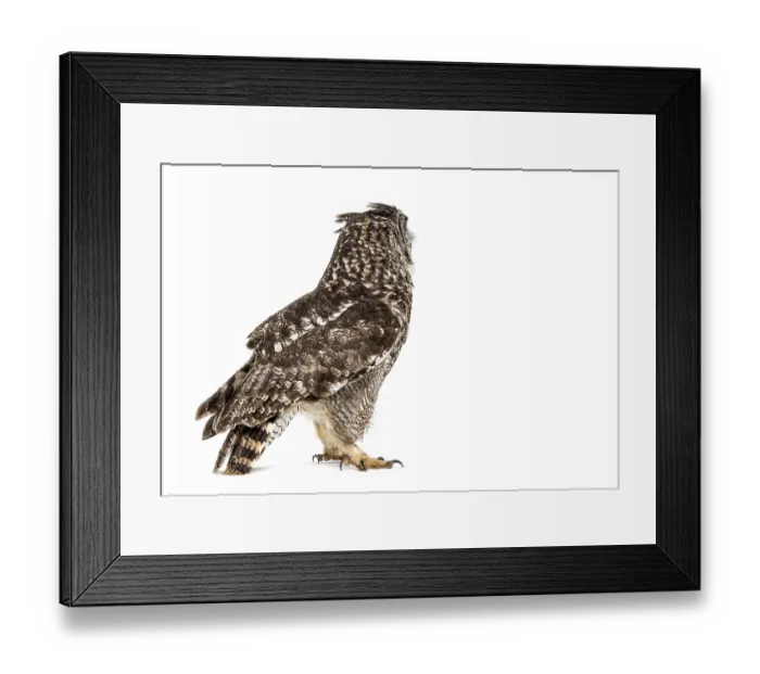 Framed Print : Side view of a spotted eagle-owl Framed Print : Side view of a spotted eagle-owl
