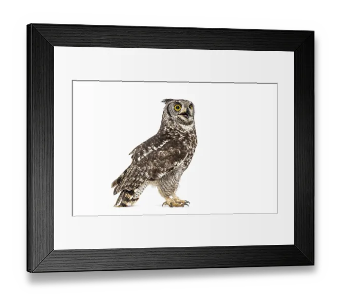 Framed Print : Spotted eagle owl turning its head and looking up