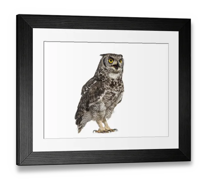 Framed Print : Spotted eagle-owl, Bubo africanus Framed Print : Spotted eagle-owl, Bubo africanus