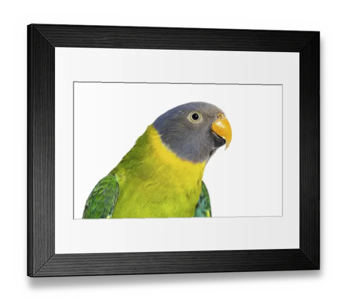 Framed Print : Head shot of a Female Plum-headed parakeet looking at the camera