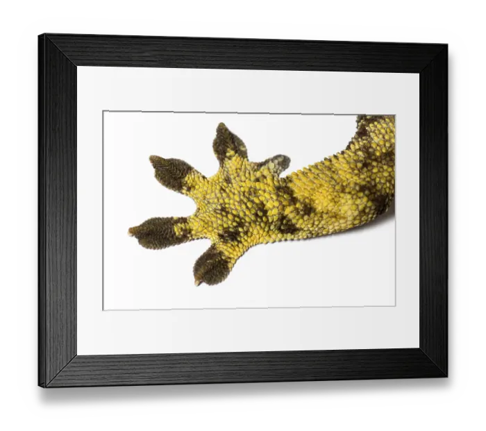 Framed Print : Legs and feet of a Crested gecko
