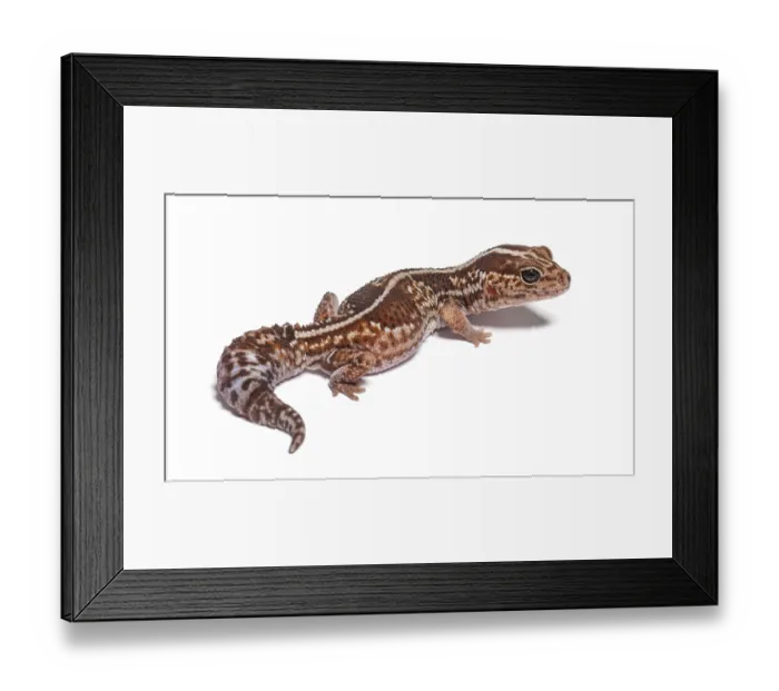 Framed Print : High view and rear view of an african fat-tailed gecko