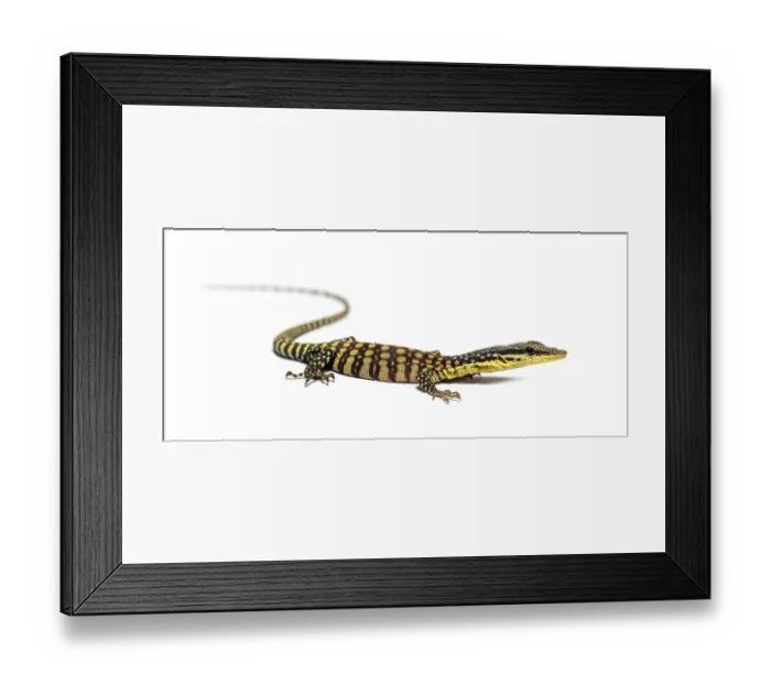 Framed Print : Kimberley rock monitor, Varanus glauerti