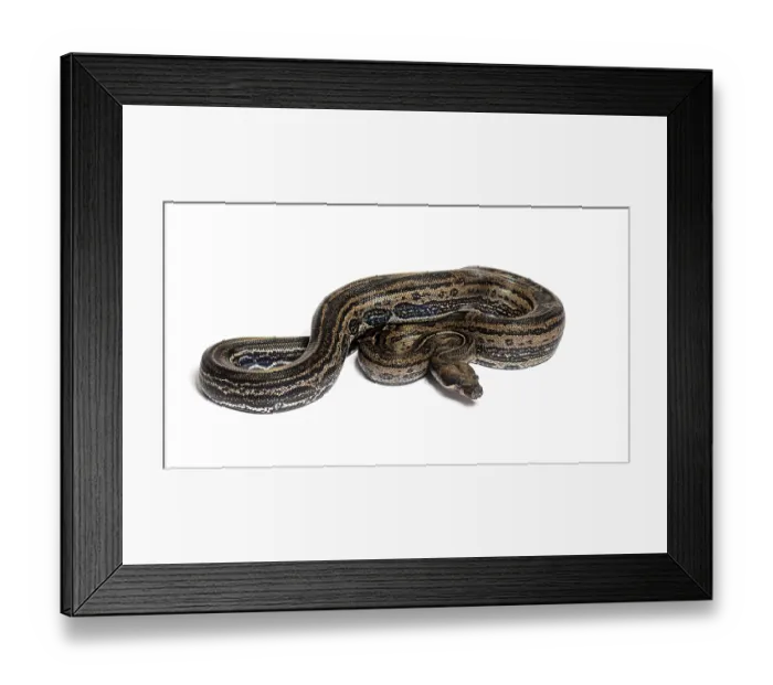 Framed Print : Boa constrictor leopard, isolated on white