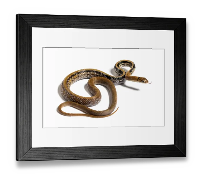 Framed Print : Copperhead rat snake tongue out