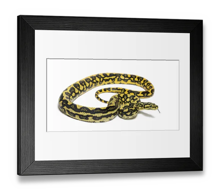 Framed Print : Jungle carpet python, Morelia spilota cheynei Framed Print : Jungle carpet python, Morelia spilota cheynei