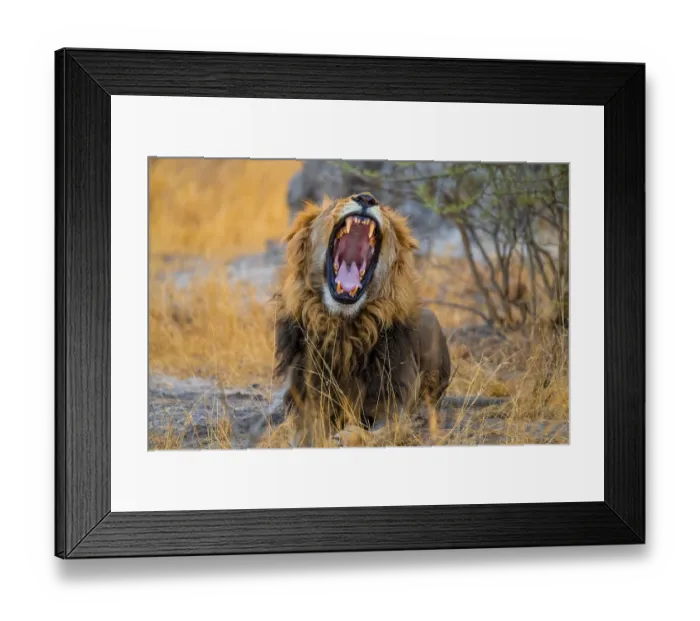 Framed Print : Maned lion yawns and shows teeth