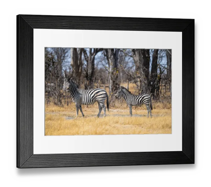 Framed Print : Steppe Zebra (Equus quagga), Chobe National Park