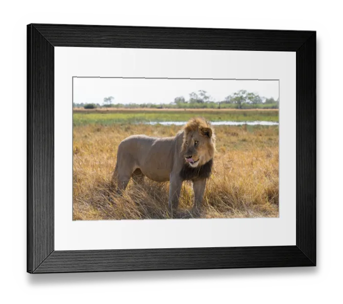 Framed Print : Maned lion, lion (Panthera leo)