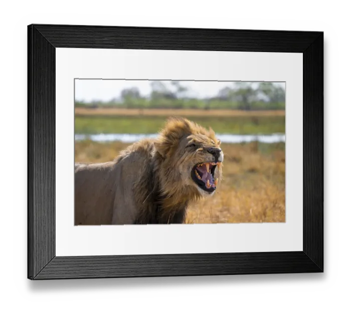 Framed Print : Maned lion, lion (Panthera Leo) hisses