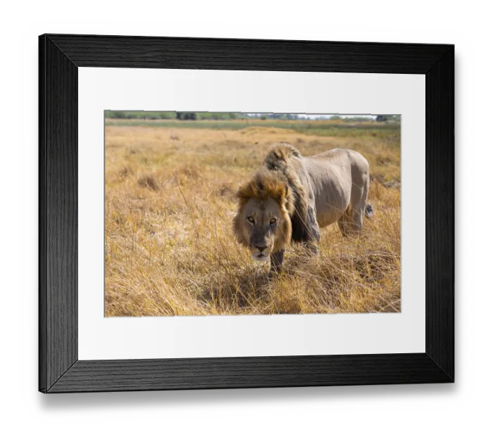 Framed Print : Maned lion (Panthera Leo) lurking in grass