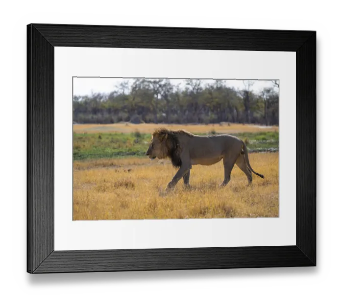 Framed Print : Maned lion (Panthera Leo) walking in grass Framed Print : Maned lion (Panthera Leo) walking in grass