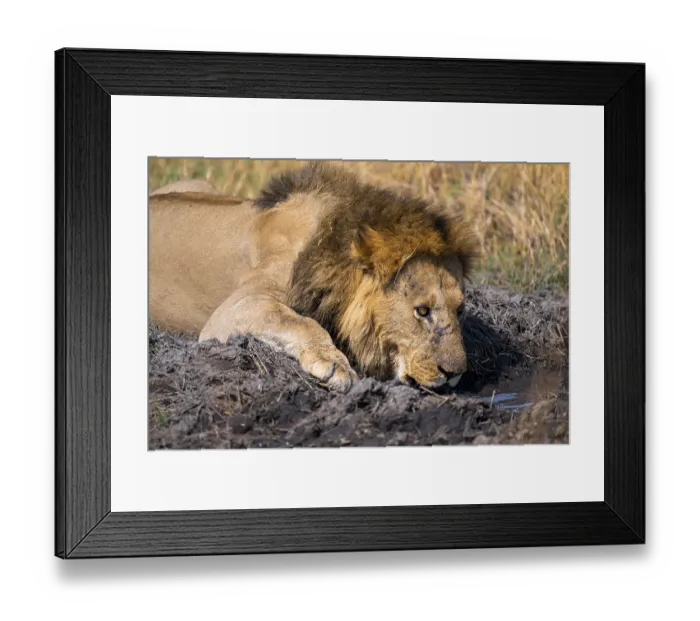 Framed Print : Maned lion drinks, lion (Panthera Leo) lying in grass