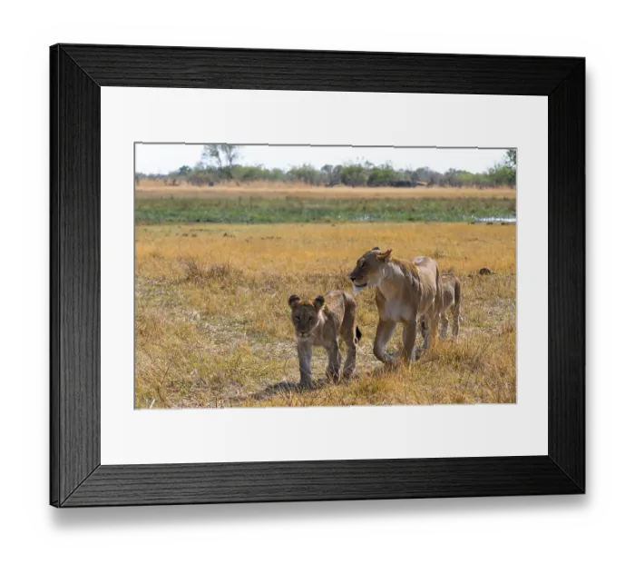 Framed Print : Lioness and young animals, lion (Panthera Leo) lying in grass Framed Print : Lioness and young animals, lion (Panthera Leo) lying in grass