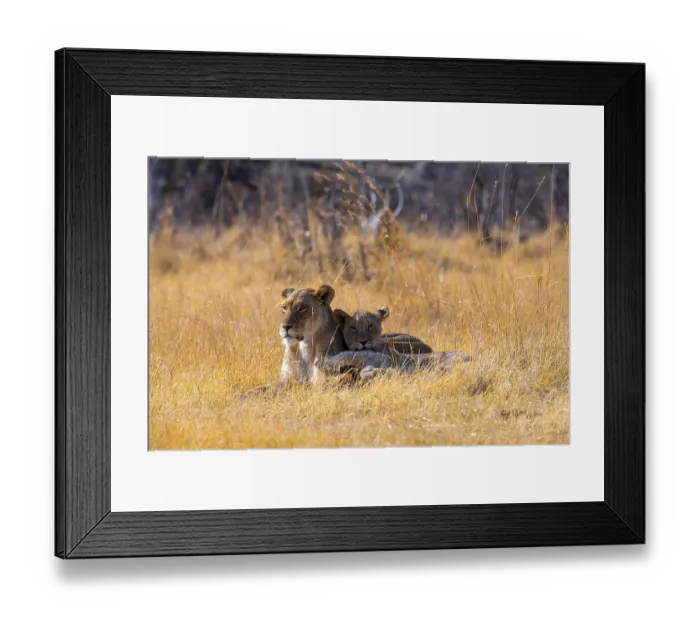 Framed Print : Lion cub and lioness, lion (Panthera Leo) lying in grass Framed Print : Lion cub and lioness, lion (Panthera Leo) lying in grass