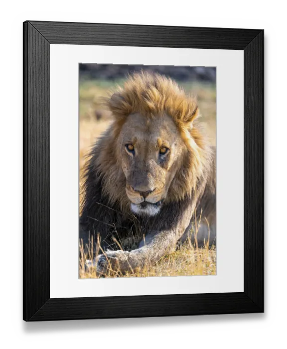 Framed Print : Animal portrait, maned lion (Panthera Leo) lying in grass