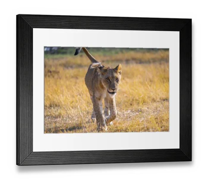 Framed Print : Cub, lion (Panthera Leo) in grass Framed Print : Cub, lion (Panthera Leo) in grass