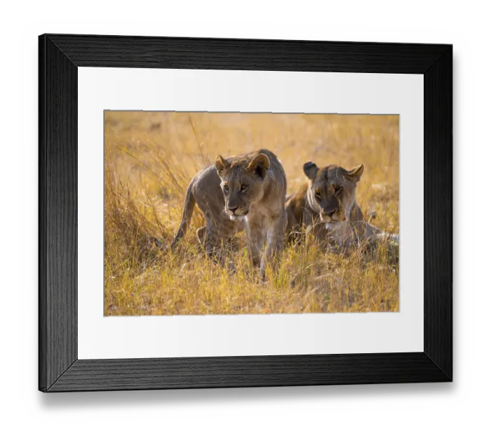 Framed Print : Young animals, lion (Panthera Leo) lying in grass