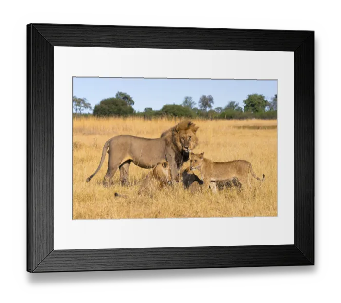 Framed Print : Maned lion and young animals, lion (Panthera Leo) lying in grass