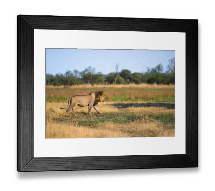 Framed Print : Maned lion running, lion (Panthera Leo) in grass