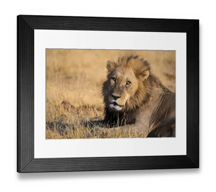 Framed Print : Maned lion (Panthera Leo) lying in grass