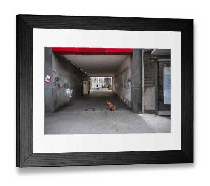 Framed Print : Dog, a boxer waits on a leash for his owner Framed Print : Dog, a boxer waits on a leash for his owner