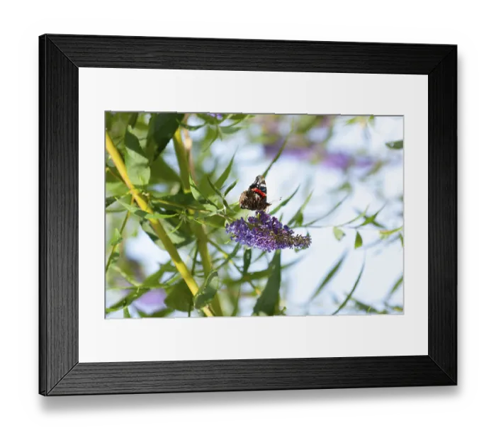 Framed Print : Admiral (Vanessa Atalanta) sitting on butterfly lilacs (Buddleja davidii)