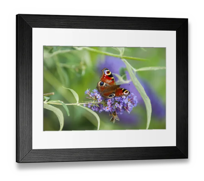 Framed Print : Peacock (Aglais io) and honey bee (Apis) sitting on butterfly lilacs (Buddleja davidii)